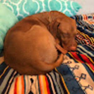 Meet your Posher, Cozzy mc